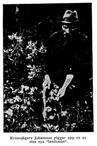 Photograph with caption: State forester Johansson cheering up one of his new ‘countrymen’. Printed in Axel Anderson, Då bävern återbördades till Västerbotten, Västerbotten: Västerbottens Läns Hembygdsförenings Årsbok 1924-1925