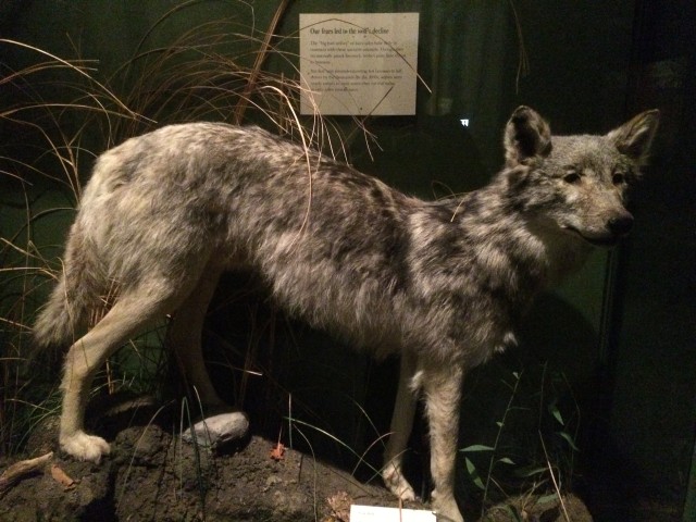 The Gray Wolf on display at the Field Museum, Chicago. Photo by D Jørgensen.
