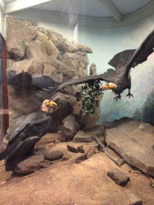 California condors at the Field Museum, Chicago. Photo by D. Jørgensen, Oct 2014