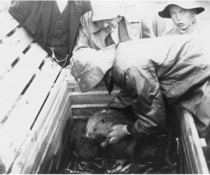Photograph of Arbman picking up one of the first beavers reintroduced in Sweden. Taken by Nils Thomasson, July 1922. Original in the Jamtli archive. 