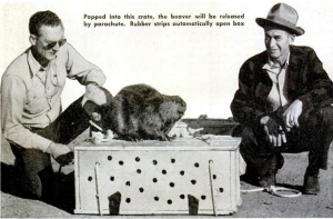 A beaver sits on the crate that had been especially designed to be parachuted to a rural designation in Idaho. 'Moving day for the parabeavers', Popular Mechanics, Apr 1949.