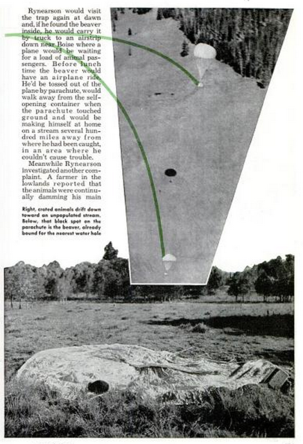 View of the parachuting beavers above and one beaver after a successful landing below. 'Moving day for the parabeavers', Popular Mechanics, Apr 1949.