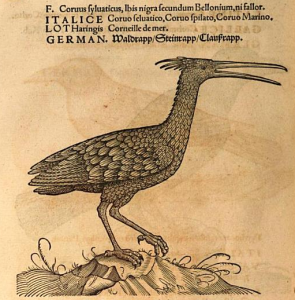The northern bald ibis, known as Waldrapp in German, as described by Conrad Gessner. Image from Icones avium omnium (1555). 