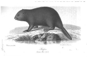 Beaver illustration from S Nilsson, Illuminerade Figurer till Skandinaviens Fauna, vol 1, Lund (1832).