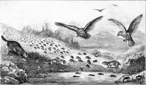 Lemmings in migration. Popular Science Monthly, vol 11 (1877)