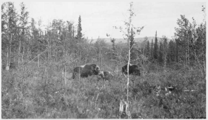 Muskoxen in the biological survey pasture at the University of Alaska Agricultural Experiment Station. Photo in University of Alaska Fairbanks collection, http://vilda.alaska.edu/cdm/ref/collection/cdmg11/id/25140