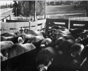 Corralled muskox on the Alaska farm, late 1960s. University of Alaska Fairbanks collection, UAF-1983-209-54