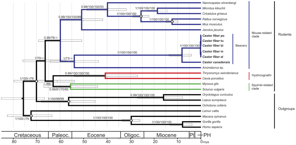 Horne et al., Mitochondrial Genomes Reveal Slow Rates of Molecular Evolution and the Timing of Speciation in Beavers (Castor), One of the Largest Rodent Species. PLOS One. DOI: 10.1371/journal.pone.0014622
