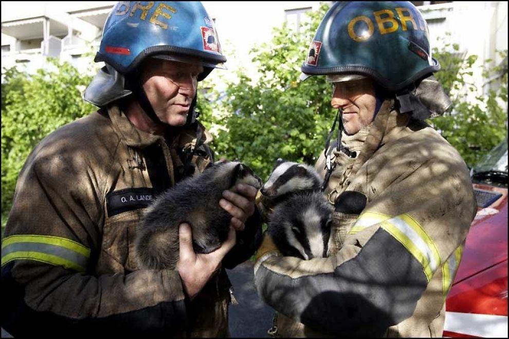 "Heroes" is how the newspaper VG captioned this photo that led their story about the burning badger babies. "Dagens helter reddet grevlingbarn fra storbrannen," VG, 18 May 2008.