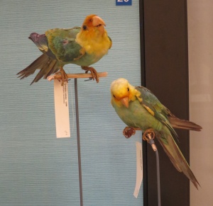 Carolina parakeets in Smithsonian exhibit