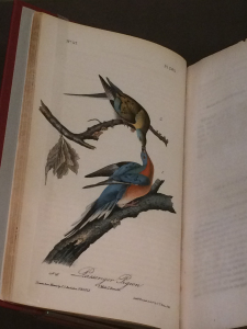 Passenger Pigeon, John James Audubon, Birds of North America, 1840-44
