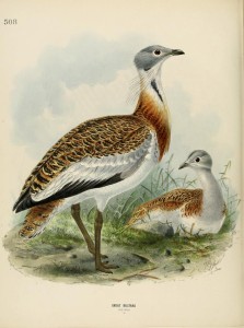 The Great Bustard illustrated in H.E Dresser, The History of the Birds of Europe, vol 7 (1871-1881)