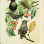 The starling in the US from May Thatcher Cooke, The spread of the European starling in North America (to 1928), US Department of Agriculture. 