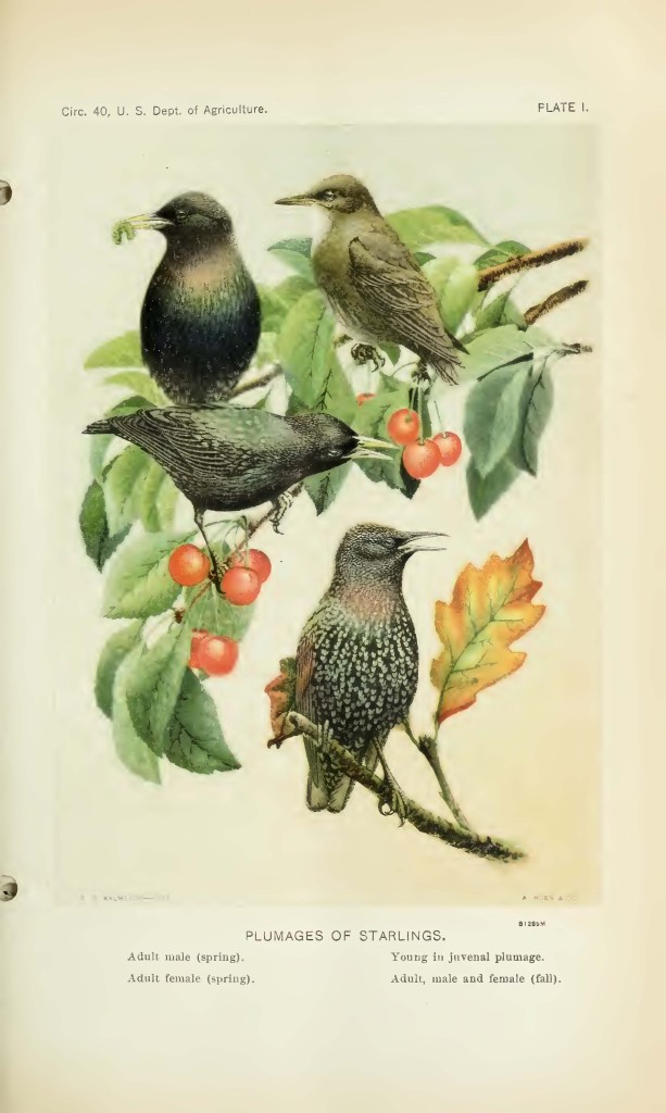 The starling in the US from May Thatcher Cooke, The spread of the European starling in North America (to 1928), US Department of Agriculture. 