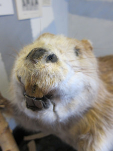 A stuffed beaver showing off his massive teeth at the Skogsmuseum in Lycksele, Sweden. Photo by D Jørgensen.