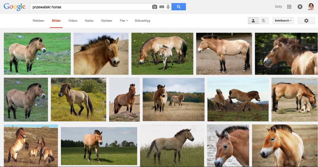 Google image results for Przwalski horse