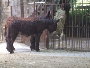 Poitou donkeys at the Ménagerie du Jardin des Plantes, Paris.