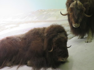 The muskox exhibit at American Museum of Natural History. Photo by D Jørgensen, Nov 2015.