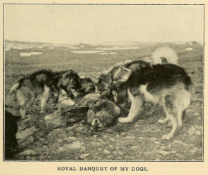 'Royal banquet of my dogs'. Robert Peary, Northward over the 'Great Ice', vol. 1 (1898), p341