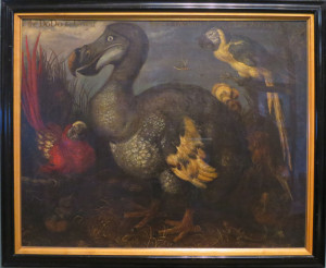 Painting of the dodo, attributed to Roelandt Savery, c.1626. In the Natural History Museum, London. Photo by D Jørgensen.