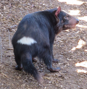 Tasmanian devil at the Boronong Wildlife Sanctuary, Tasmania. Phto by D Jørgensen.