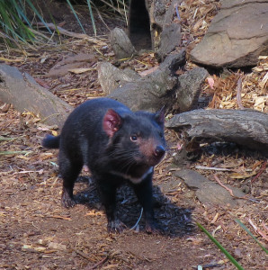 Tasmanian devil at the wildlife sanctuary