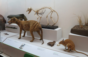 Case with thylacine at the Australian Museum. Photo by D Jørgensen, 5 February 2016.