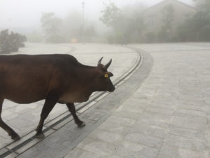 Cow crossing my path, Ngong Ping, Hong Kong