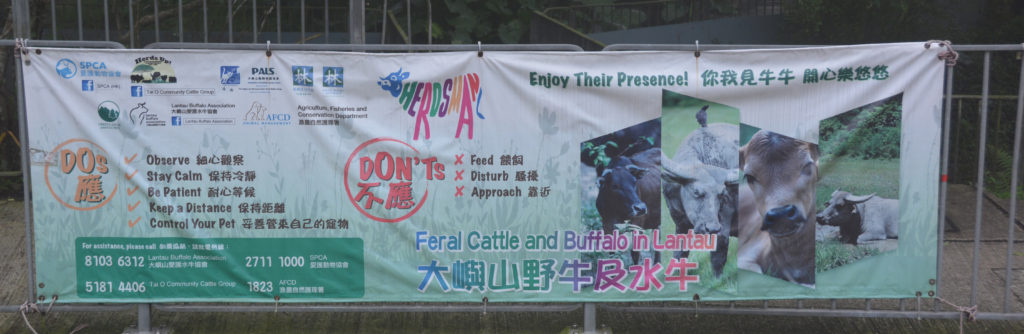 Sign warning tourists about the feral cattle on Lantau island