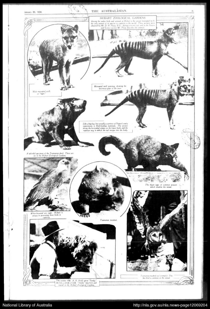 Hobart Zoological Garden photos, The Australasian, 20 January 1934, p25. From Trove.