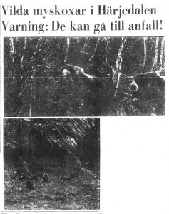 Front page pictures of muskoxen in Östersunds Posten, 1 September 1971.