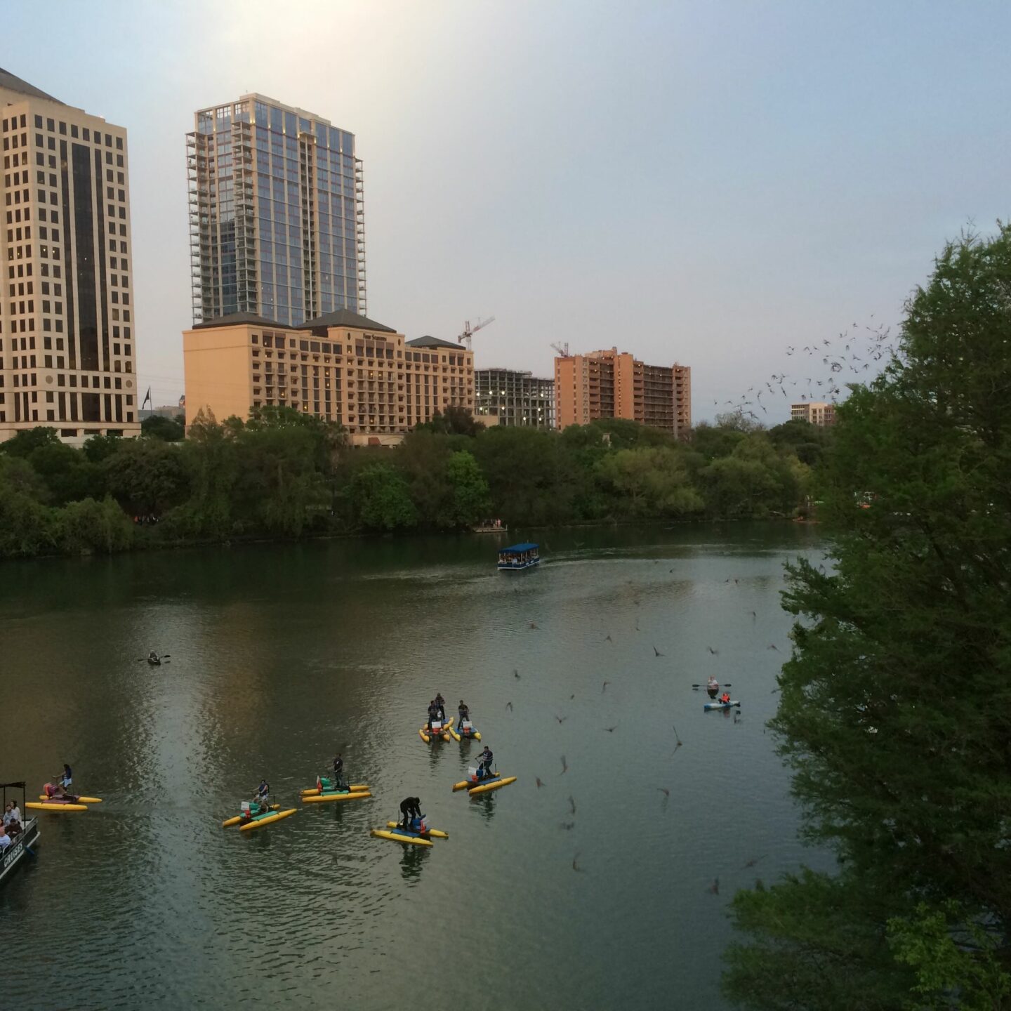 Backyard birds & human-made bat houses: Domiciles of the wild in 19th and 20th century cities