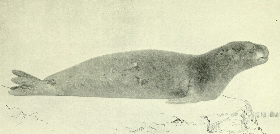 Erasing the extinct: the hunt for Caribbean monk seals and museum collection practices