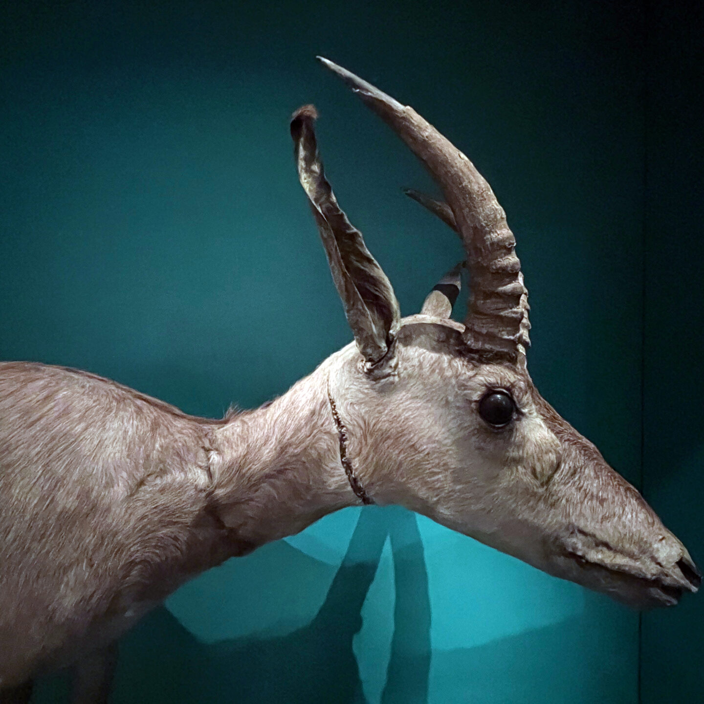 Portraits of Extinction: Encountering Extinction Narratives in Natural History Museums