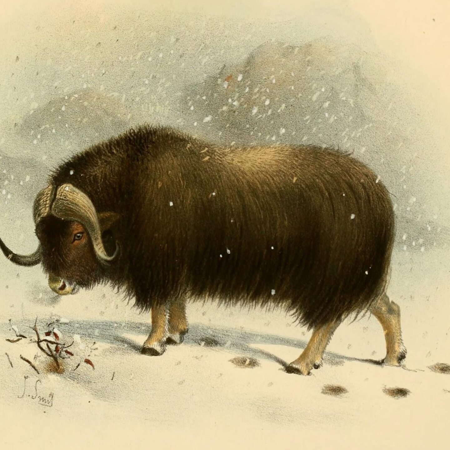 Moving Muskoxen as an Arctic Resource in the Twentieth Century