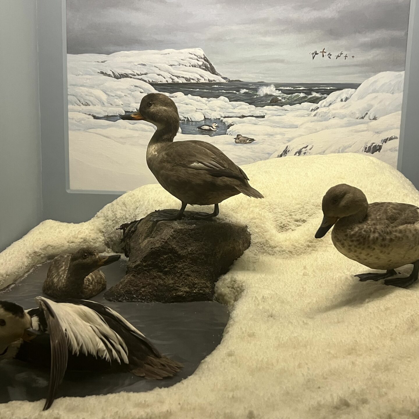 Displaying Displacement: Exhibiting Extinction in Natural History Museums